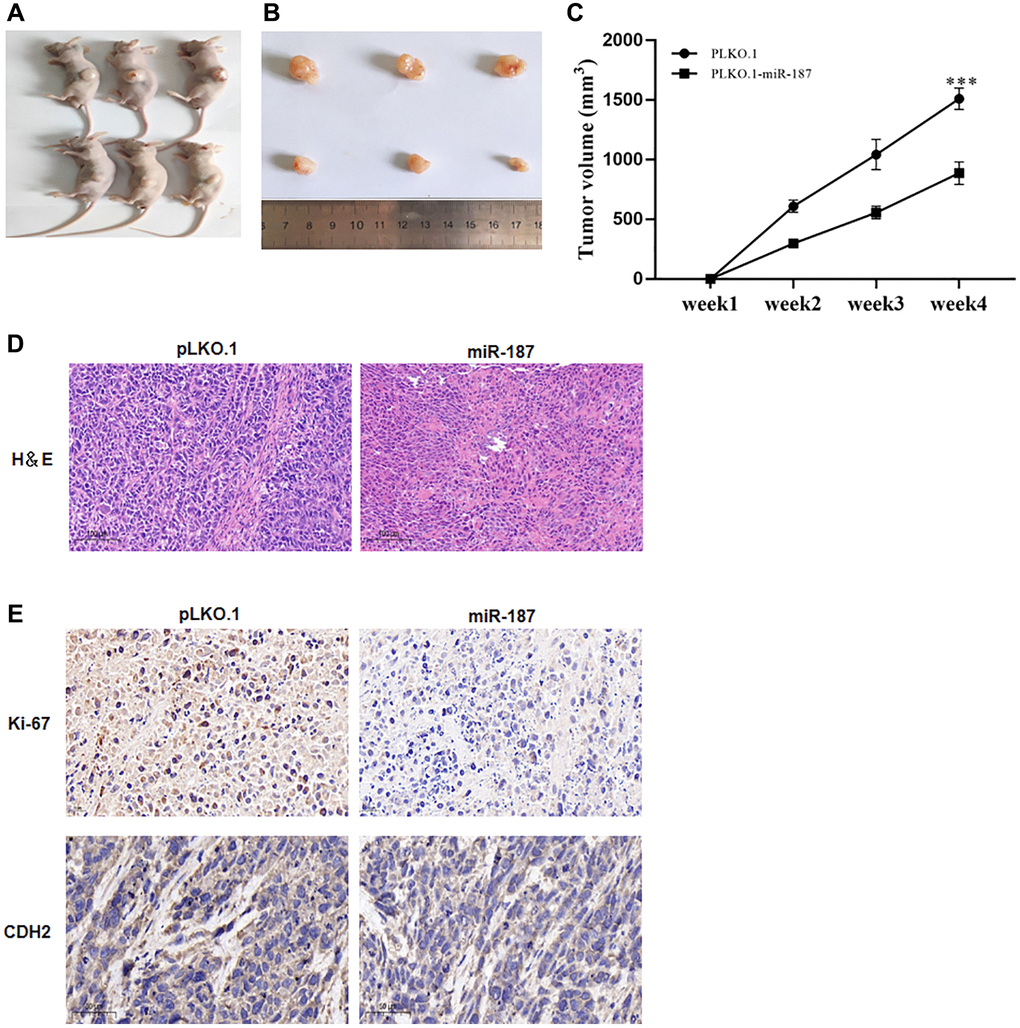 miR-187-5p inhibited proliferation, migration and invasion of hepatoma cells. (A–C) miR-187-5p overexpression resulted in a blunted tumor growth in terms of tumor weight and volume. (D) The engrafted tumors showed by H&E staining. (E) IHC analysis of Ki-67 and CDH2 protein expression.