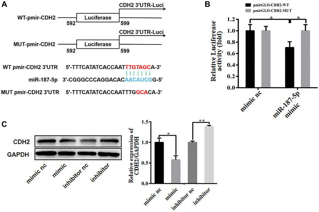 HBx promotes hepatocellular carcinoma progression by repressing the ...