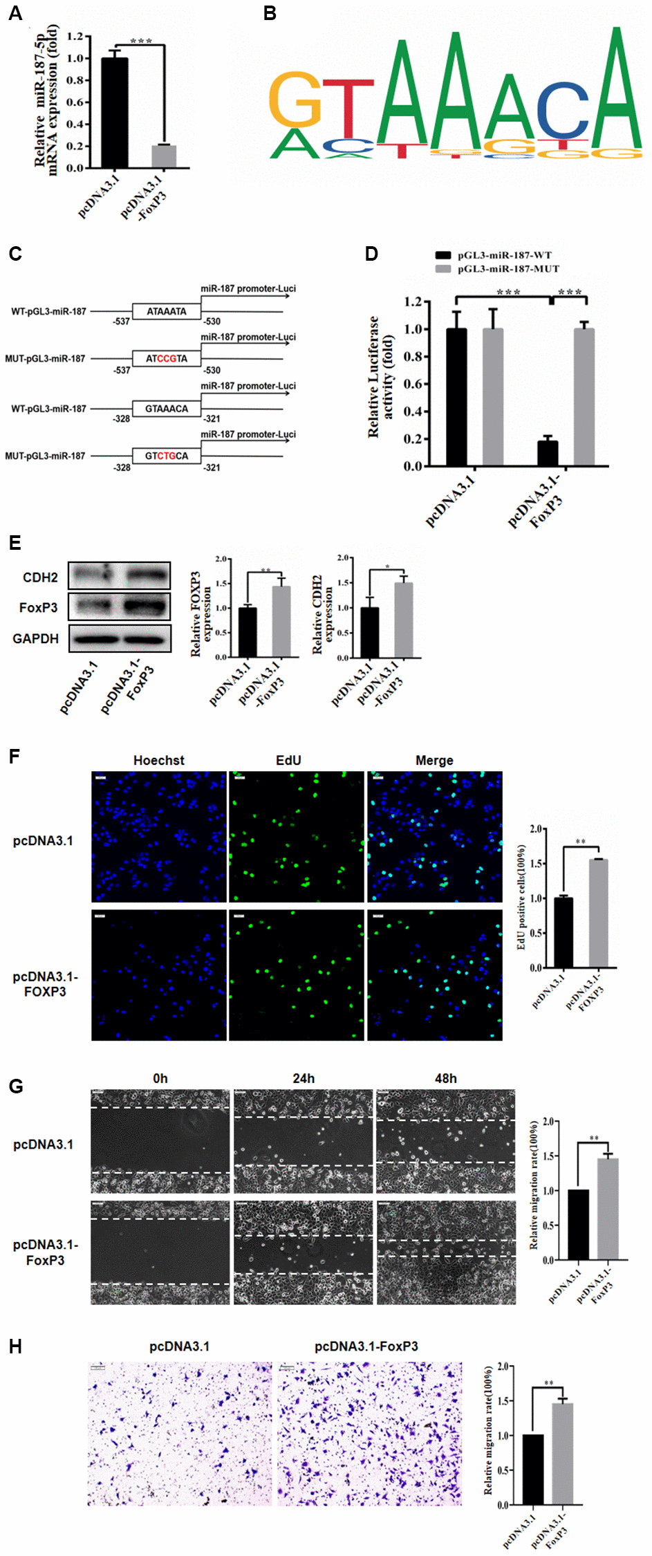 FoxP3 bound to promoter of miR-187-5p. (A) FoxP3 overexpression significantly decreased the expression level of miR-187-5p by RT-qPCR. (B) The FoxP3 binding site in the miR-187-5p promoter region. (C, D) Luciferase reporter assay in HEK-293T cells showed miR-187-5p significantly inhibited the luciferase activity of the vector carrying 3′-UTR of CDH2, compared with control vector. (E) FoxP3 significantly promoted the expression of CDH2 by western blotting. (F) Overexpression of FoxP3 promoted the proliferation of Huh-7 cells through EdU assays. (G) Overexpression FoxP3 increased the rate of wound closure. (H) In Transwell assays, results demonstrated more invasion number of hepatoma cells transfected with FoxP3, compared with control. The experiments were repeated at least 3 independent times. (F–H) Data was presented as mean ± SD from three independent experiments. *P **P ***p 