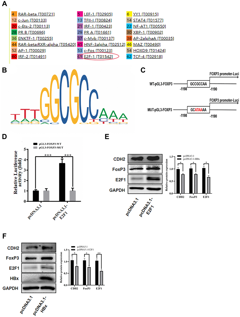 HBx promoted FoxP3 expression by E2F1. (A) Used PROMO website to predict the promoter of FoxP3. (B) E2F1 binding site in the FoxP3 promoter region. (C, D) Luciferase reporter assay in HEK-293T cells showed E2F1 significantly inhibited the luciferase activity of the vector carrying promoter of FoxP3, compared with control vector. (E) E2F1 significantly elevated the protein expression of FoxP3 by western blotting and reduced the expression of miR-187-5p by qRT-PCR. (F) HBx promoted the expression of E2F1 by western blotting. The experiments were repeated at least 3 independent times.