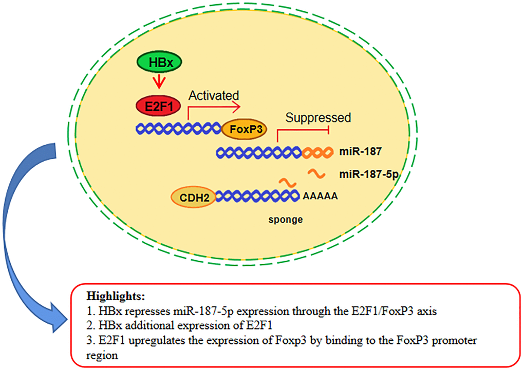 miR-187-5p suppressed hepatoma cell proliferation, migration and invasion by sponging off CDH2 expression, which itself was inhibited by the HBx/E2F1/FoxP3 axis. HBx promoted the expression of E2F1, which increased the expression of FoxP3 by binding to the FoxP3 promoter region. Meanwhile, the miR-187-5p promoter was suppressed by FoxP3 binding. Furthermore, miR-187-5p sponged on the 3′UTR region of CDH2, thereby inhibiting the proliferation, migration, and invasion ability of HCC cells.