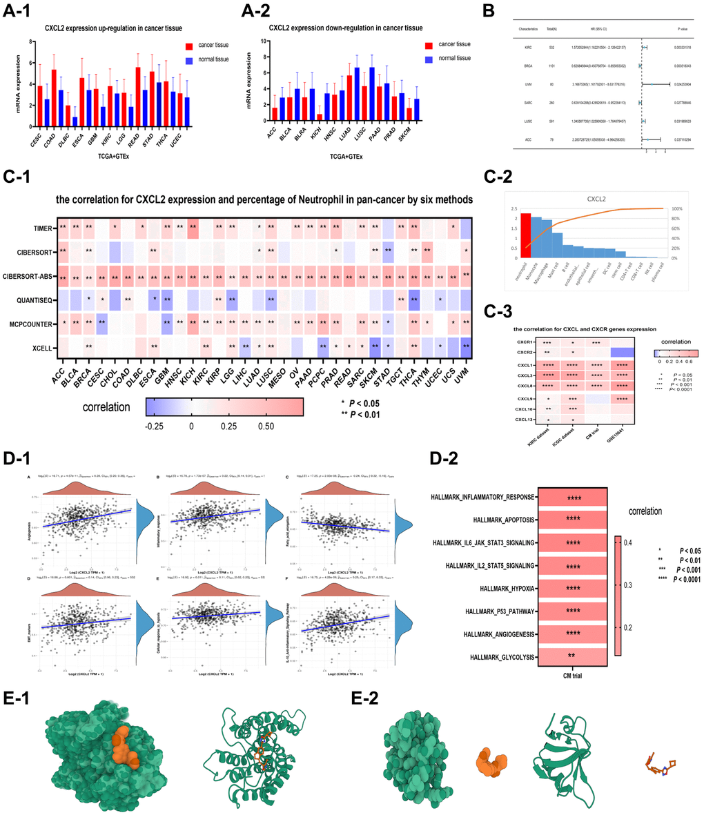 CXCL2 expression was upregulated in 11 types of cancer (CESC, COAD, DLBC, ESCA, GBM, KIRC, LGG, READ, STAD, THCA, UCEC), with P A-1). On the other hand, CXCL2 expression was significantly (P A-2). (B) Shows that CXCL2 was significantly (P C-1). CXCL2 expression in different types of cells. CXCL2 expression was highest in neutrophils (C-2). The correlation between CXCL2 expression and other CXCL genes, specifically CXCR1 and CXCR2 (C-3). The expression level of CXCL2 was positively correlated with various pro-tumor pathways in two renal cancer datasets. In the first dataset of KIRC (D-1), CXCL2 expression level was positively correlated with 6 pro-tumor pathways, including Angiogenesis, Inflammatory response, fatty acid elongation, EMT pathway, cellular response to hypoxia, and anti-inflammatory signaling pathway (P D-2), CXCL2 expression was positively correlated with 9 key pro-tumor pathways (P E-1) and CXCR2 (E-2) were developed. These models provided insights into the molecular mechanisms behind the positive correlations between CXCL2 expression and pro-tumor pathways.