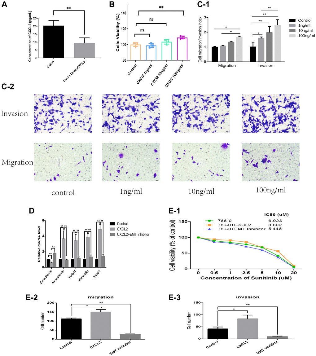 The protein concentration of CXCL2 in the extracellular medium as determined using ELISA (A). The impact of three concentrations of human recombinant CXCL2 protein on cell proliferation as determined by the CCK-8 assay (B). The impact on migration and invasion as evaluated using the Transwell assay (C-1, C-2). The mRNA expression of EMT markers was in three different cell culture environments (D). The migration, invasion, and resistance to sunitinib outcomes in three different cell culture environments (E-1–E-3).