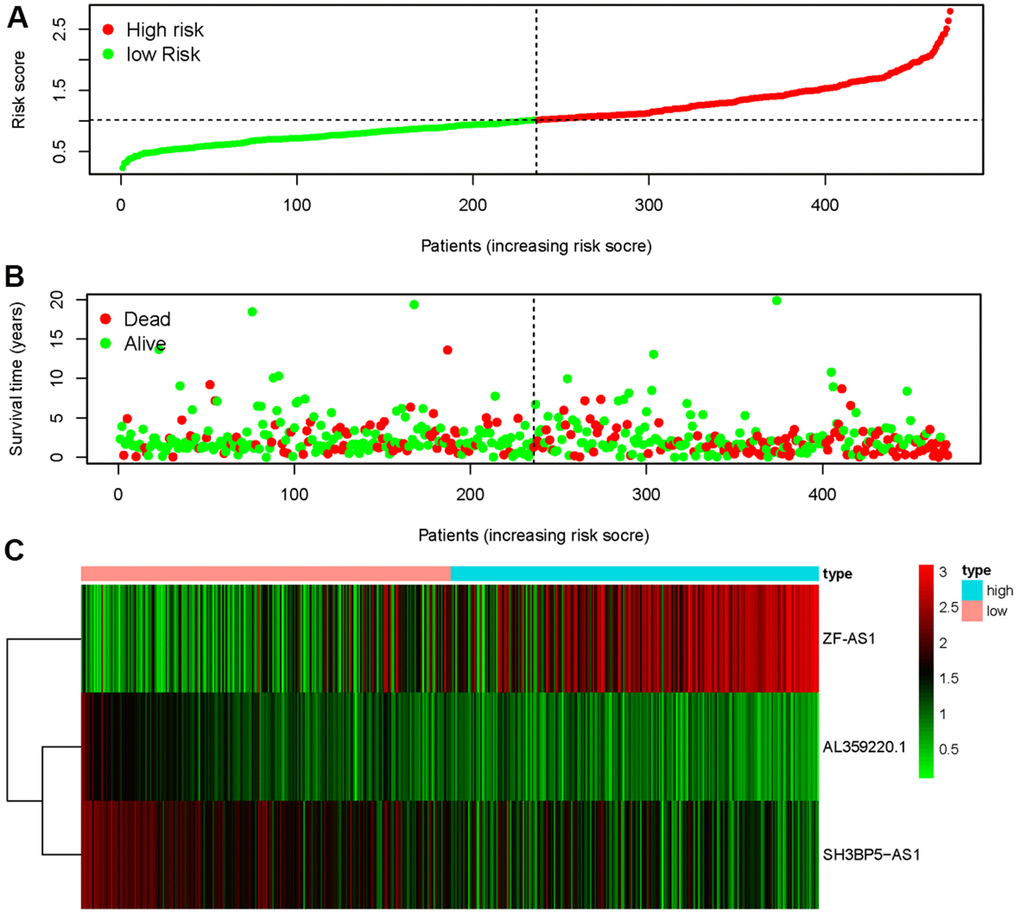 Metastasis-related risk score model (MRRS) was established based on sMRLNRs. The risk score distribution in low-risk group and high-risk group of LUAD patients (A). Survival status between LUAD patients’ high-risk group and low-risk group (B). The heatmap of expression levels of contained sMRLNRs (C).