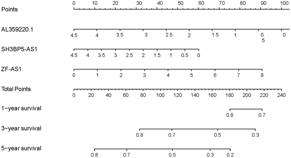 Nomogram of MRRS. Nomogram was drawn to predict LUAD patients’ 1-, 3-, and 5-year survival probability by evaluating the expression of sMRLNRs.