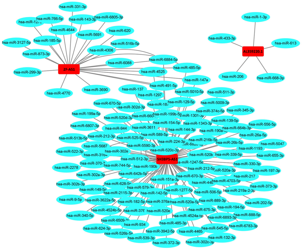 The relationships of the sMRLNRs and target miRNAs. The sMRLNRs and target miRNAs regulatory network. Red parts represent sMRLNRs; blue parts represent miRNAs.