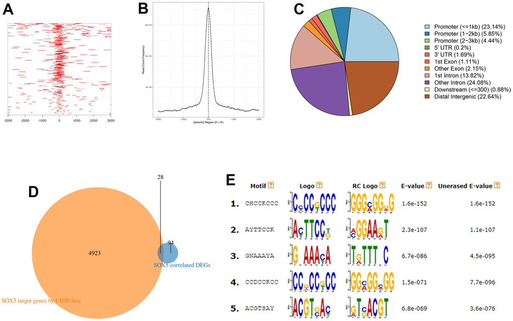 ChIP-seq analysis of target genes of SOX5. (A) Heatmap of ChIP binding to TSS regions. (B) Average tag density profiles. (C) Pie plot of genomic regions of peaks. (D) The intersection of the results of ChIP-seq data analysis and significantly correlated DEGs. (E) Top5 predicted motifs by DREME.
