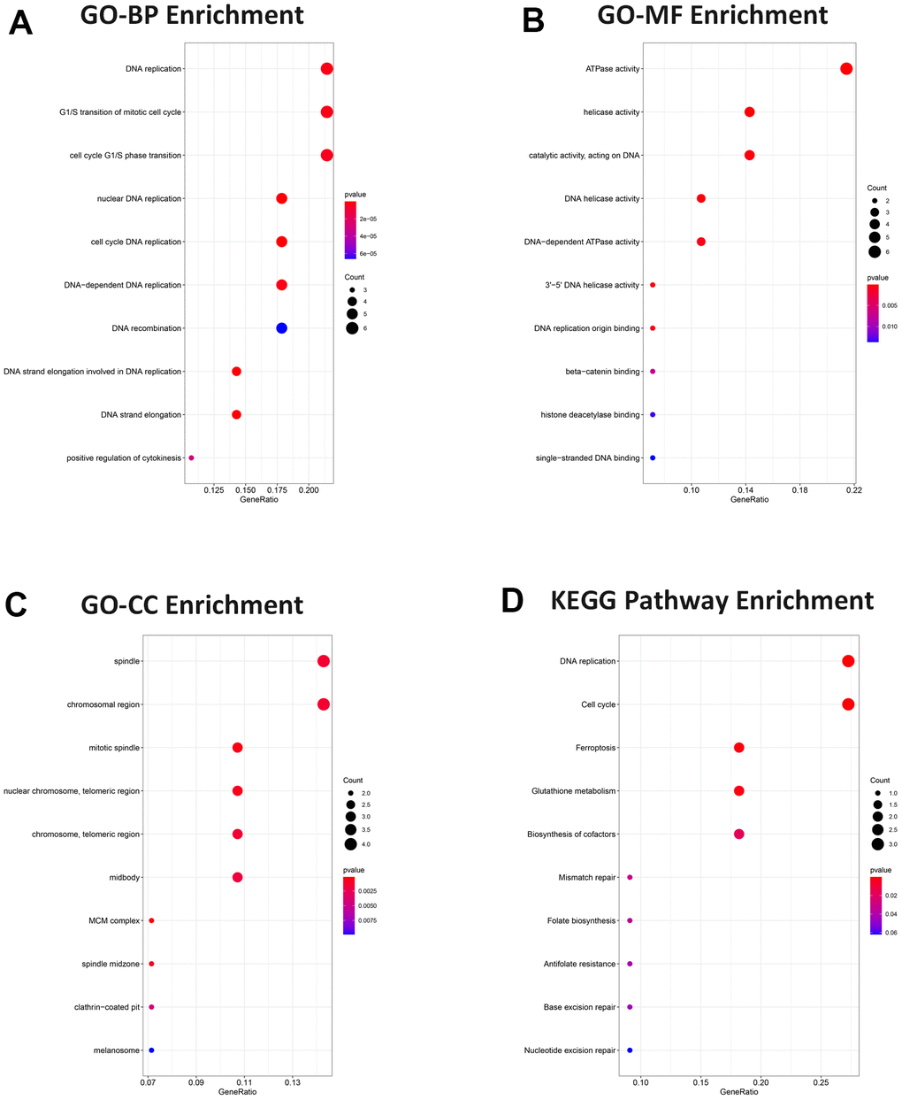 Gene ontology and pathway functional enrichment analysis. (A) BP analysis. (B) MF analysis. (C) CC analysis. (D) KEGG pathway. Functional and pathway enrichment were presented in bubble charts, ranking the top 10 according to adjusted P value.