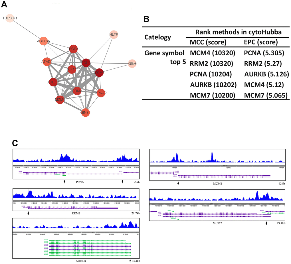 Hub genes identification. (A) The PPI network of DEGs was established by STRING. (B) The top 5 nodes of PPI network evaluated in cytoHubba MCC and EPC arithmetic. (C) ChIP-seq profiles of SOX5 at promoter region of PCNA, RRM2, AURKB, MCM4, MCM7.