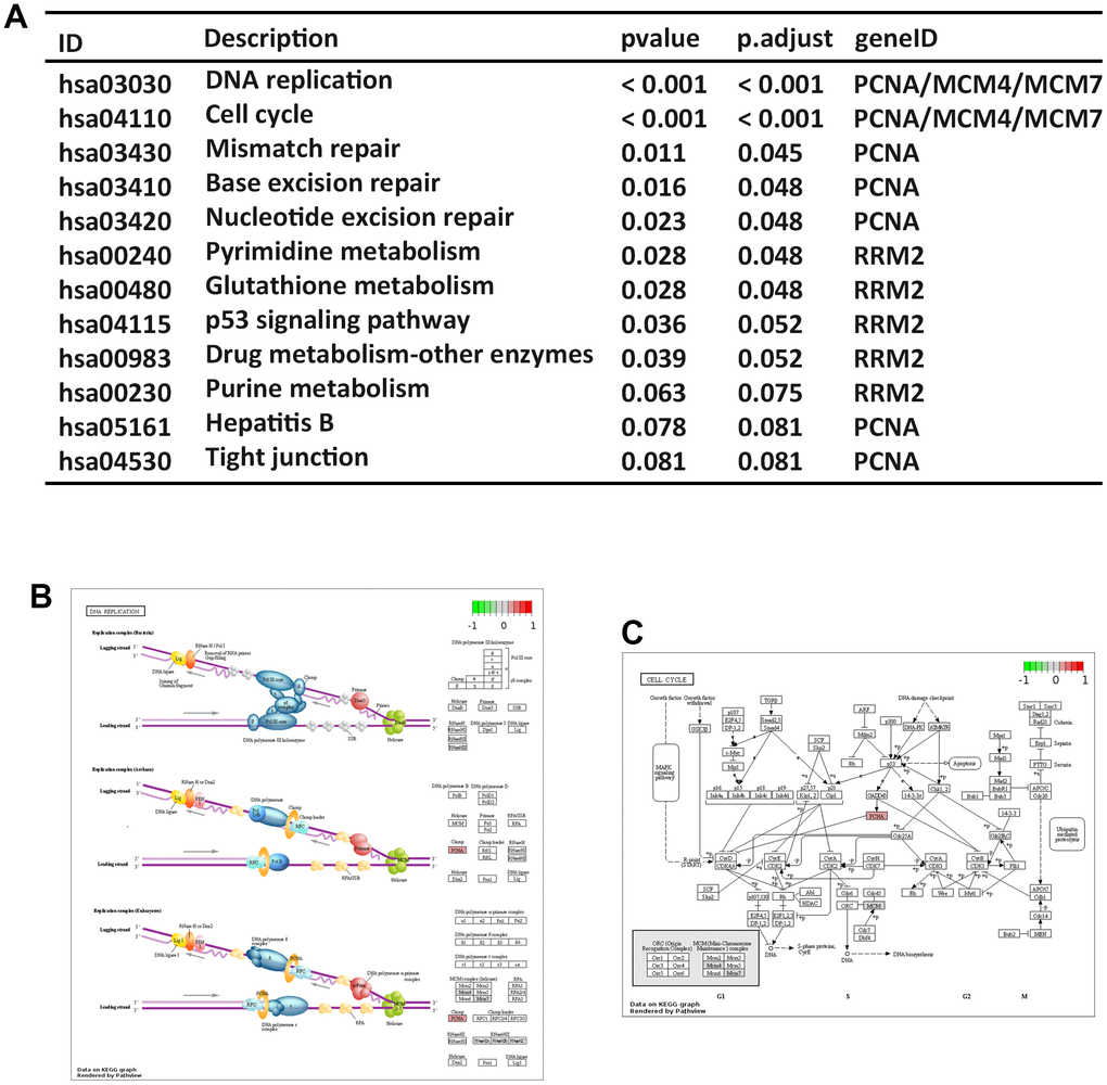 Pathway enrichment analysis of hub genes. (A) KEGG pathway analysis. KEGG pathway annotations of DNA replication signaling (B) and cell cycle signaling pathways (C).