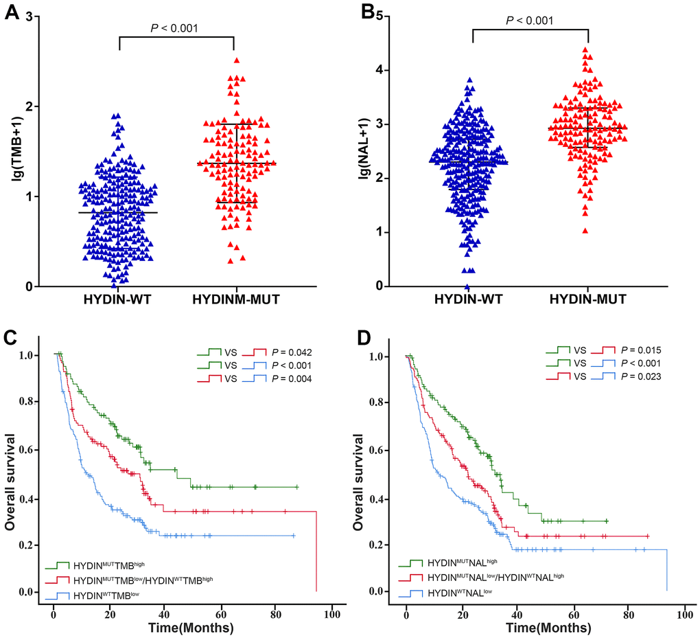 Correlation between TMB, NAL, and HYDIN mutation status. Distribution of TMB (A) and NAL (B) in the total ICIs treatment cohort. (C) The Kaplan-Meier curves comparing OS among HYDINMUTTMBhigh, HYDINMUTTMBlow/HYDINWTTMBhigh, and HYDINWTTMBlow in the total ICIs treatment cohort. (D) The Kaplan-Meier curves comparing OS among HYDINMUTNALhigh, HYDINMUTNALlow/HYDINWTNALhigh, and HYDINWTNALlow in the total ICIs treatment cohort. HYDIN-MUT, HYDIN mutations; HYDIN-WT, HYDIN wild-type.