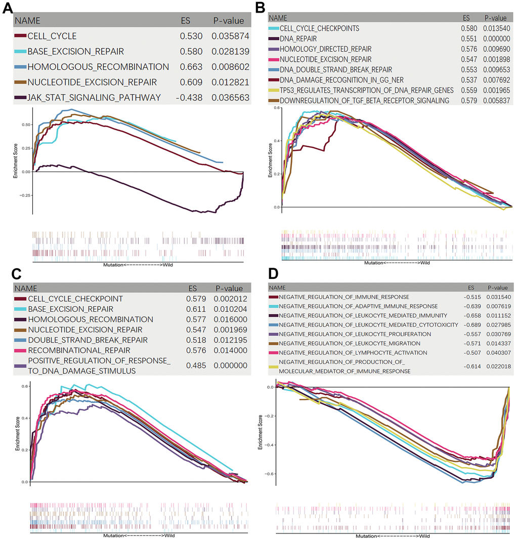 GSEA enrichment analysis between HYDIN-MUT and HYDIN-WT. (A) KEGG enrichment analysis. (B) Reactome enrichment analysis. (C, D) GO-BP enrichment analysis.