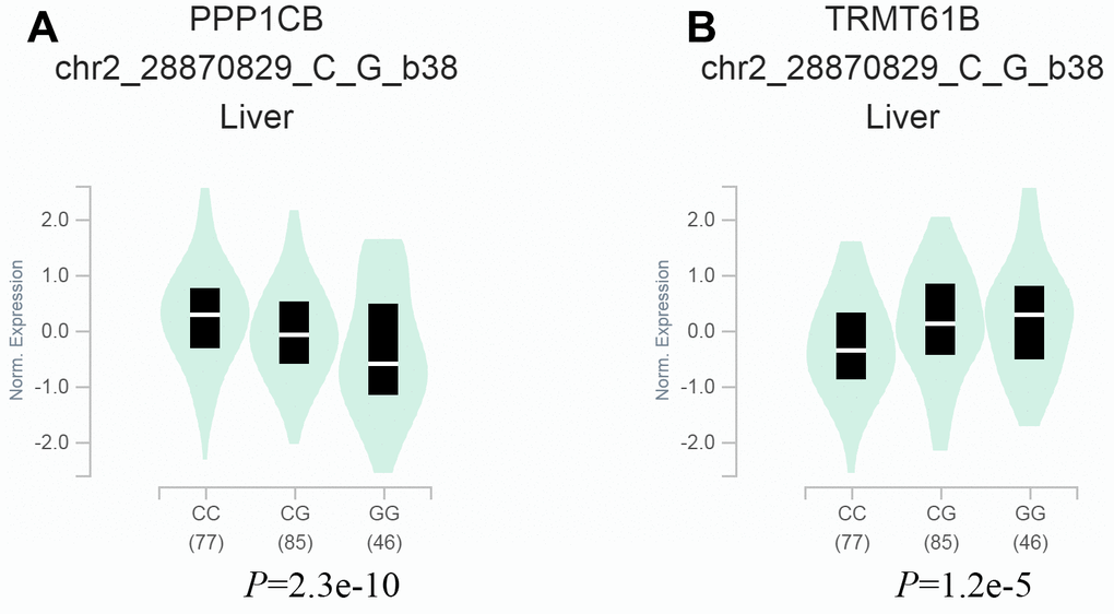 Relationship between the TRMT61B rs4563180 G>C polymorphism and gene expression. (A, B) Gene Tissue Expression (GTEx) analysis indicated downregulation of the nearby protein phosphatase 1 catalytic subunit beta (PPP1CB) gene and upregulation of the TRMT61B gene in liver tissues with the GG genotype compared to the CC genotype.