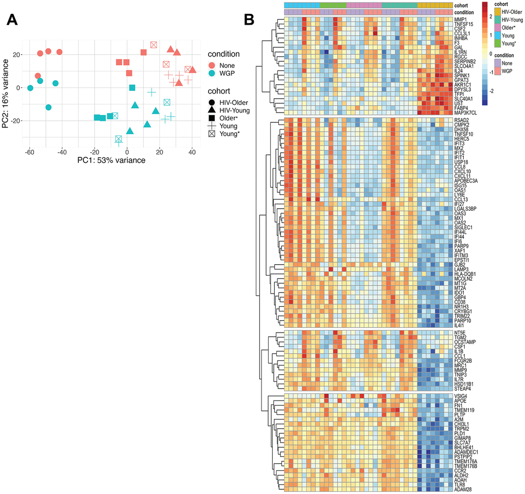 (A) Principal component analysis highlights transcriptional differences between the HIV-positive older adults and all other cohorts. Principal component analysis was performed to identify age, HIV, and Dectin-1 stimulation associated differences among Inflammatory (CD14+CD16+) monocytes. Dectin-1 stimulated vs. unstimulated Inflammatory monocytes were separated with 16% variance on PC2, and monocytes from HIV older adults vs all other cohorts are separated by 53%. [HIV-Older n= 4, HIV-Young n =4, Young = 3, Young* = 4, Older = 3]. Please note that the asterisk (*) indicates the presence of co-morbidities. None = Unstimulated, WGP= Dectin-1 stimulation. (B) Heatmap of top 100 variable genes. A total of 314 (Young (Y)), 541 (Young * (Y*)), 402 (Older (O)), 860 (HIV-Young (HIV-Y)), and 156 (HIV Older (HIV-O)) unique DEG (differentially expressed genes) were noted for each of the cohorts respectively. The genes with a fold change of (FC) 1.2 and FDR 