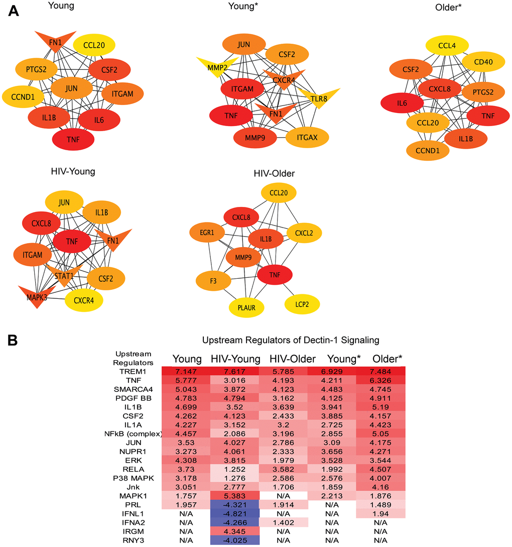 Upstream regulators and hub genes in Dectin-1 signaling. (A) Hub Gene Networks. Protein-protein interaction network of hub genes identified based on the degree by using CytoHubba plugin of the Cytoscape. Hub genes were identified in all cohorts, Young, Young*, Older*, HIV-Young and HIV-Older. The red color of the node represents a higher degree of interaction, orange represents an intermediate degree of interaction, and nodes with yellow color represent a lower degree of interaction compared to others. Oval nodes reflect upregulated DEGs, triangle shaped nodes represent down-regulated DEGs. (B) Upstream regulators of Dectin-1 signaling. DEGs were analyzed for upstream regulators using IPA and top upstream regulators (including transcription factors) with Z-scores cutoff of 4 are listed for all cohorts.