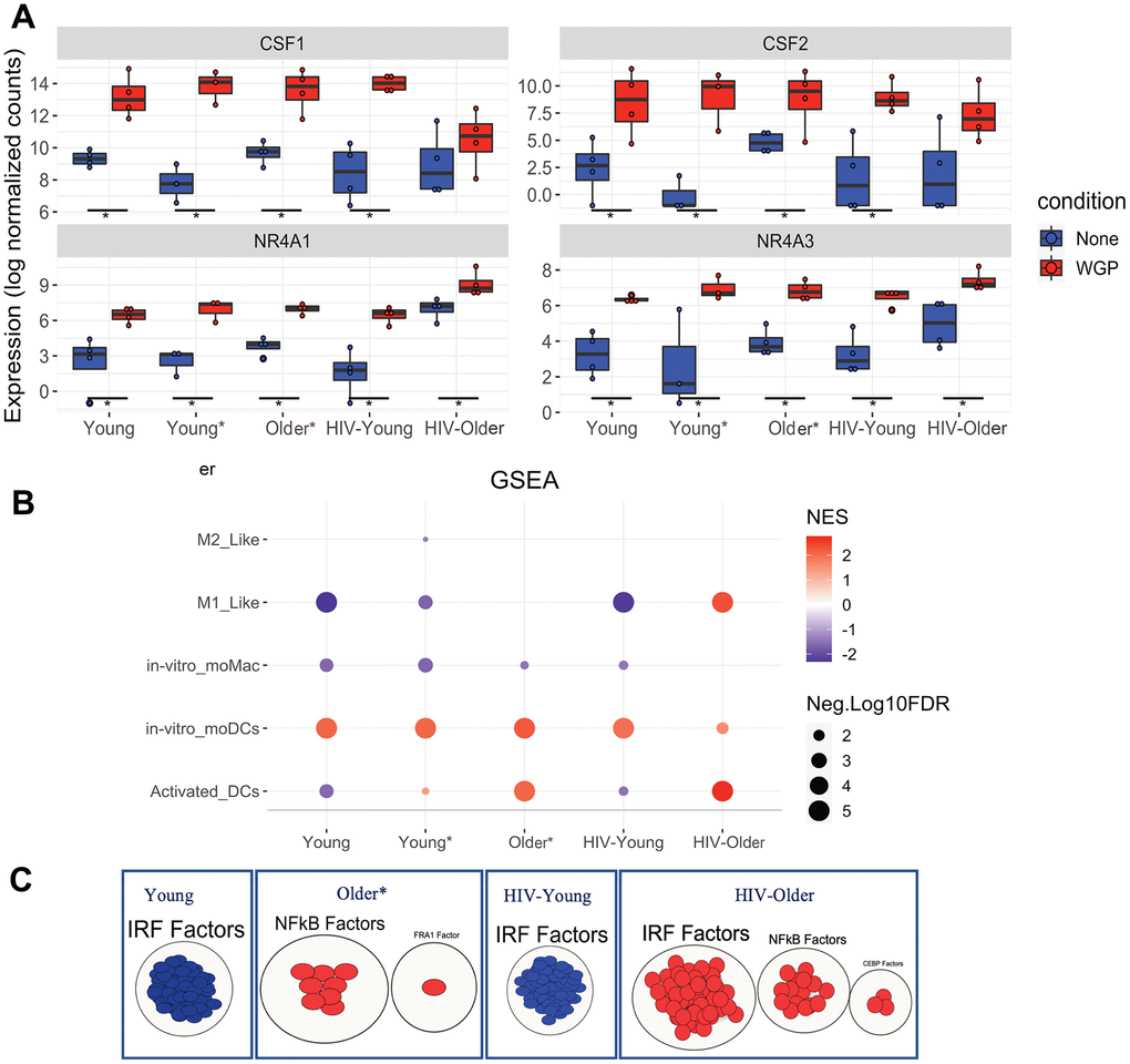 Dectin-1 stimulation leads to distinct signatures of differentiation. GSEA was performed on normalized counts obtained from Dectin-1 stimulated Inflammatory monocytes using previously defined gene sets for in vitro moDCs and Activated DCs. (A) Box plots of CSF1, CSF2, NR4A1, and NR4A3. The symbol * represents significant differentially expressed genes with fold cutoff of 1.2, and q value B) Gene enrichment analysis for monocyte differentiation was performed. The plot represents normalized enrichment scores and FDR (q-values) obtained for each cohort. For graphical representation, FDR values with 0 were adjusted to 0.00001 and FDR of C) Transcription factor analysis of the significantly enriched activated DCs gene sets using gProfiler and visualization by Cytoscape. * Significantly differentially expressed genes with FC cut off 1.2 and padj 