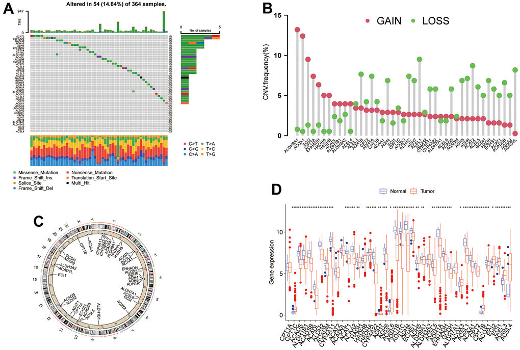 The genetic alterations and transcriptional expression of TRPGs in HCC. (A) The mutation frequencies and distribution of 42 TRPGs in the TCGA HCC cohort. (B) Frequencies of CNV alterations of TRPGs in HCC. (C) Locations of CNV alterations in TRPGs on chromosomes. (D) Expression distributions of 42 TRPGs between HCC tumor and normal tissues. *p