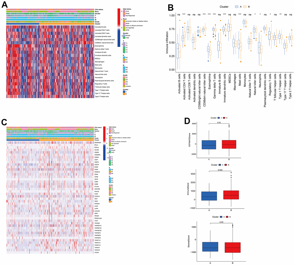 Associations between tumor immune cell microenvironments and two HCC subtypes. (A) Heatmap of the tumor-infiltrating cells and clinical features in two HCC subtypes. (B) Expression abundance of 23 infiltrating immune cell types in the two HCC subtypes. (C) Immune checkpoints heatmap between the two subtypes. (D) Correlations between the TME score and the two HCC subtypes. HCC, hepatocellular carcinoma; TME, tumor microenvironment.