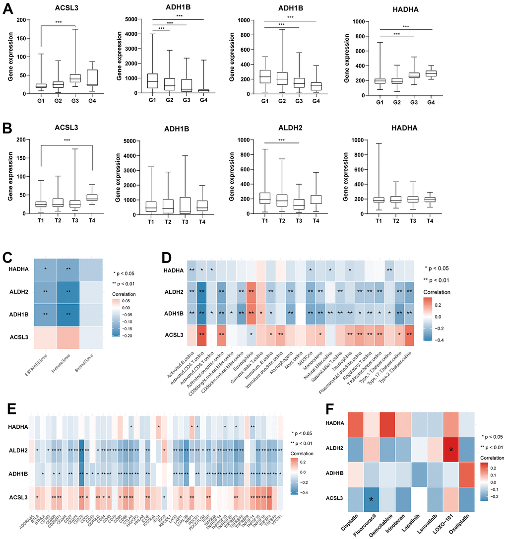 Analysis of four TRPGs for the prognostic signature, and their correlations of tumor immune infiltrating cells and therapeutic drugs. (A)The boxplot showed the relationship among ACSL3, ADH1B, ALDH2, and HADHA expression and grade stratification. (B) The boxplot depicts the correlation of ACSL3, ADH1B, ALDH2, and HADHA expression and T stage. (C) The correlation of five TRPGs and TME score. (D) The relationship between five TRPGs and 23 activated immune cells. (E) The correlation of four TRPGs and immune checkpoints. (F) The relationship between four TRPGs and common therapeutic drugs for HCC. *p