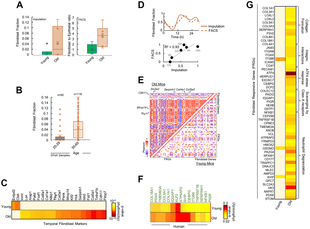 Fibroblasts mediate differential rhythmicity in aged pancreas. (A) Bar plots for (left) fibroblast fraction obtained by imputation and (right) Fibroblast to epithelial ratio obtained by Fluorescence Activated Cell Sorting (FACS) analysis for young and old mice pancreas. (B) Bar plots for fibroblast fraction obtained by imputation for young and old human pancreas from 178 GTeX datasets. (C) Heatmap of significantly rhythmic genes indicative of fibroblast markers in young and old mice. Fibroblast marker Thy1/CD90 is shown in bold. Heatmap represents the p-value of rhythmicity. (D) Top: Comparison of temporal fibroblast fractions obtained by two independent methods: imputation and FACS. Bottom: Similarity between the estimated fibroblast fractions between imputations and FACS methods. (E) Pairwise correlation plot for fibroblast markers and fibroblast responsive genes (FRGs) in young (lower diagonal) and old (upper diagonal) mice. Colors represent the Pearson correlation coefficient. (F) Heatmap of significantly rhythmic FRGs in young and old, time-stamped human datasets. Heatmap represents the p-value of rhythmicity. (G) Heatmap of significantly rhythmic FRGs in young and old mice. Heatmap represents the p-value of rhythmicity.