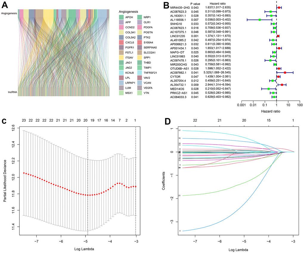 Identification of prognostic ARLs in breast cancer. (A) Sankey diagram showing the correlation between angiogenesis genes and lncRNAs. (B) Univariate Cox regression analyses suggest that 23 ARLs were significantly correlated with the overall survival (OS) of patients with breast cancer. (C, D) LASSO analyses showing the minimum lambda and coefficient of the prognostic ARLs.