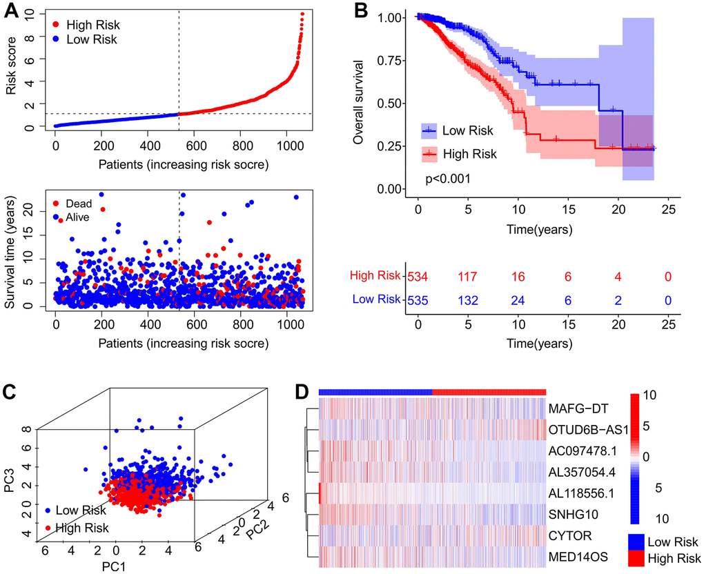 Risk model construction of the prognostic ARLs. (A) Distribution of risk score and scatter dot plot showing the correlation of survival time and risk score. (B) Kaplan-Meier survival curve suggests that the OS of patients in the high-risk group is significantly shorter than that in the low-risk group. (C) Principal component analysis (PCA) illustrates a significant difference between the low-risk group and high-risk group based on the ARL prognostic signature. (D) Heatmap showing the expression of the eight prognostic ARLs in the low- and high-risk groups.