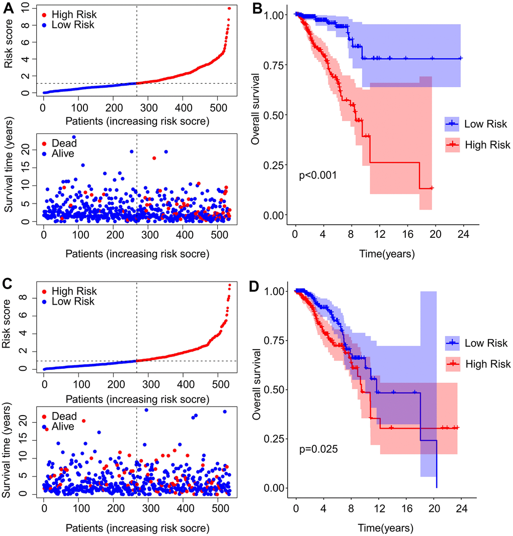 Construction of the risk model in the training and validation cohorts. (A) The distribution of risk score and scatter dot plot shows the correlation of risk score and OS in the training cohort. (B) Kaplan-Meier survival curve suggests that the OS of patients with high-risk score is significantly lower than those with low-risk score in the training cohort. (C) The distribution of risk scores and scatter dot plot of patients with breast cancer based on the ARL prognostic signature in the validation cohort. (D) Kaplan-Meier survival curve suggests that the OS of patients with high-risk score is significantly lower than those with low-risk score in the validation cohort.