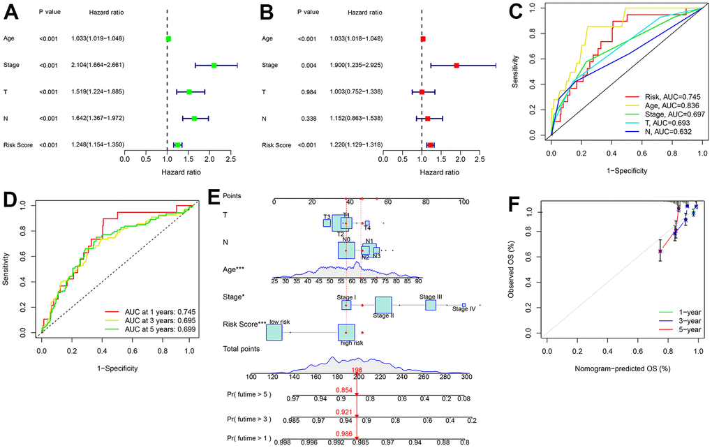 Independent prognostic analysis of ARL. (A) Univariate Cox regression analysis shows the correlation between OS rate and clinicopathological parameters, including age, stage, T stage, N stage, and the ARL prognostic signature risk score. (B) Multivariate Cox regression analysis shows that age, stage, and risk score are independent prognostic predictors of patients with breast cancer. (C) Receiver operating characteristic curve (ROC) shows the areas under the curve (AUC) of the prognostic signature and clinical characteristics. (D, E) Nomogram construction of the prognostic signature and clinicopathological parameters to predict the 1-, 3- and 5-year survival rates of patients with breast cancer. Time-dependent ROC curve shows the 1-, 3-, and 5-year AUC. (F) Calibration curve reveals the accuracy between predictive power and actual survival of 1-, 3-, and 5-year survival.