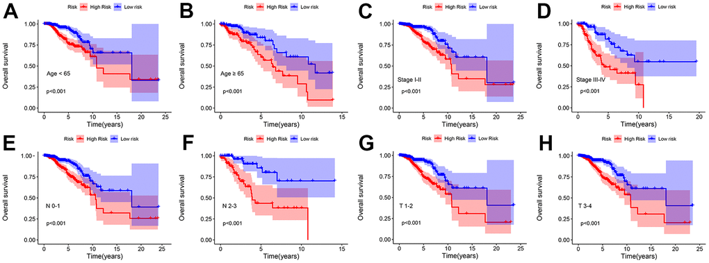 Kaplan–Meier survival curve of patients with breast cancer stratified by different clinicopathological characteristics. Kaplan–Meier survival curve analysis shows the OS rates of low- and high-risk patients with breast cancer stratified by (A, B) age C, D) Stage I–II vs. Stage III–IV, (E, F) N 0–1 vs. N 2–3, (G, H) T I–II vs. T III–IV.