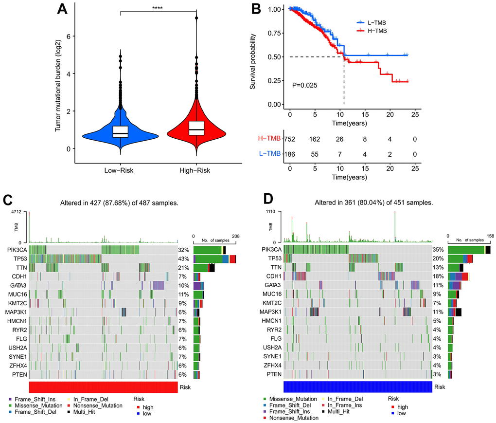 Tumor mutational burden (TMB) analysis of patients with breast cancer. (A) TMB analysis of patients in high-risk group and low-risk group. (B) Kaplan–Meier survival curve shows that the OS of patients with low TMB (L-TMB) is longer than that of patients with high TMB (H-TMB). (C, D) Mutational burden landscape of patients in high-risk group and low-risk group.