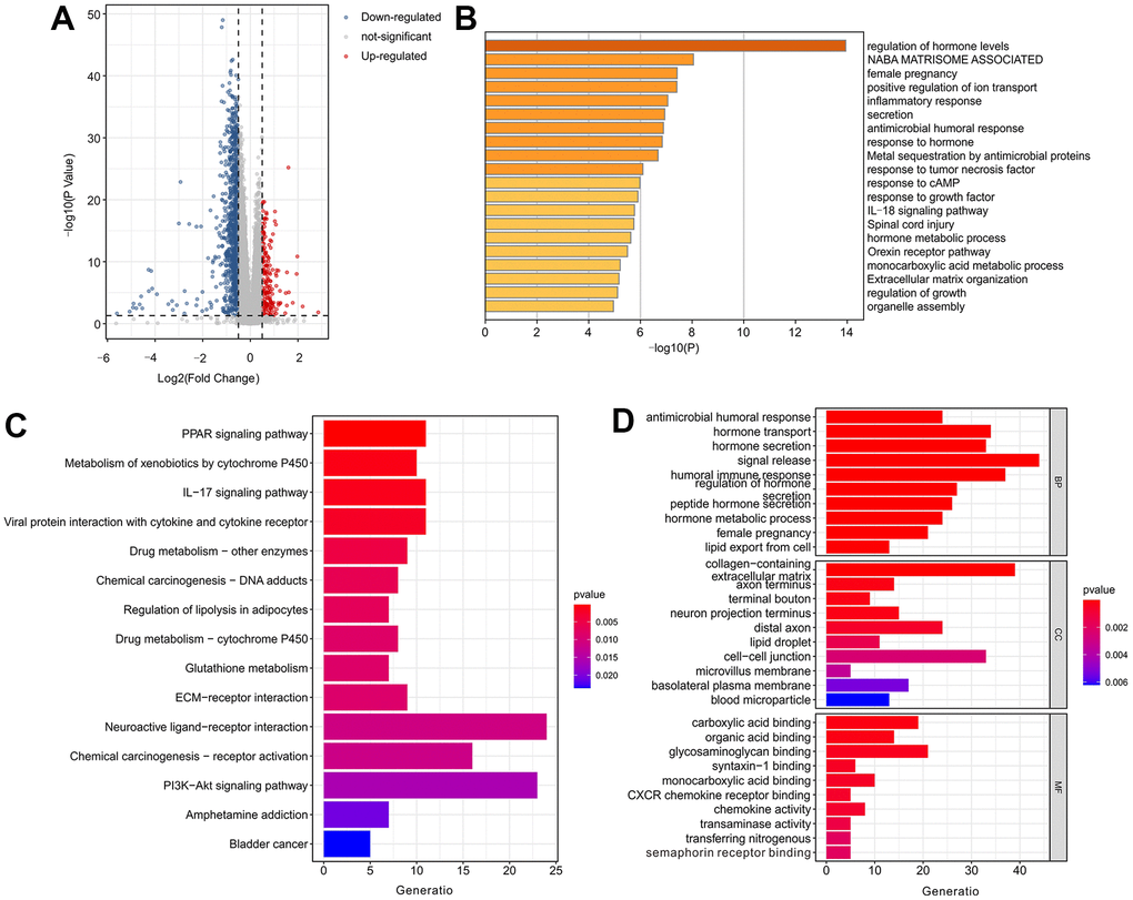 Functional enrichment analysis of differentially expressed genes (DEGs) in low-risk group and high-risk group. (A) Volcano diagram shows the DEGs in low-risk group and high-risk group with the threshold setting at |log2FC| ≥ 0.5 and P-value B) Enrichment analysis of DEGs. (C) The top 15 KEGG enrichment analysis and (D) top 10 GO enrichment analysis of DEGs.