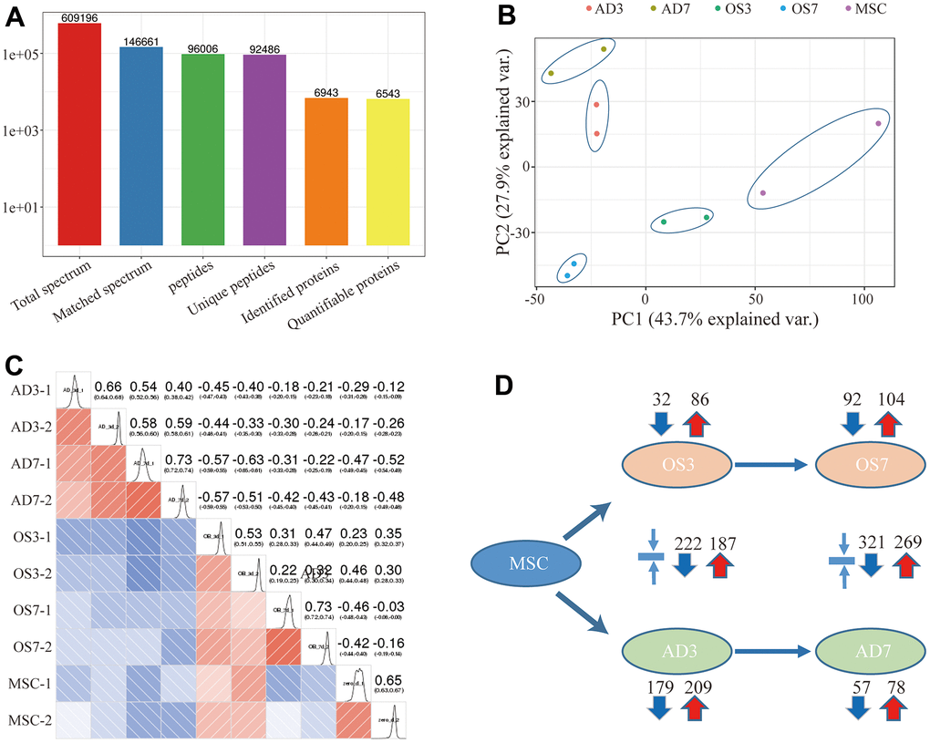 (A) Basic statistical figure depicting the MS data; (B) Two-dimensional scatter plot of the PCA (principal component analysis) profile of all samples, based on the protein quantification; (C) The heatmap, based on the Pearson correlation coefficient, shows all examined proteins between individual pairings of samples. (D) Quantities of highly- and scarcely-expressed proteins, as evidenced by proteomics.