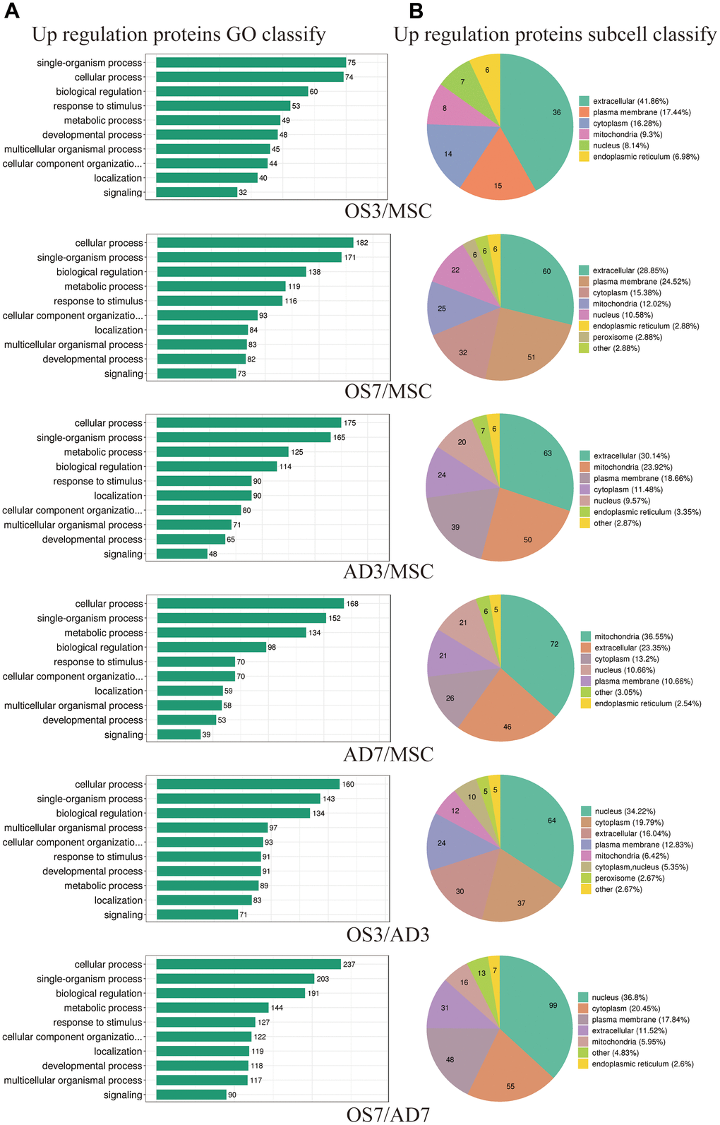 Functional annotations of differentially regulated proteins. (A) Statistical distribution of highly expressed proteins based on the GO secondary classification (Biological Process). (B) Classification of highly expressed protein subcellular structure.