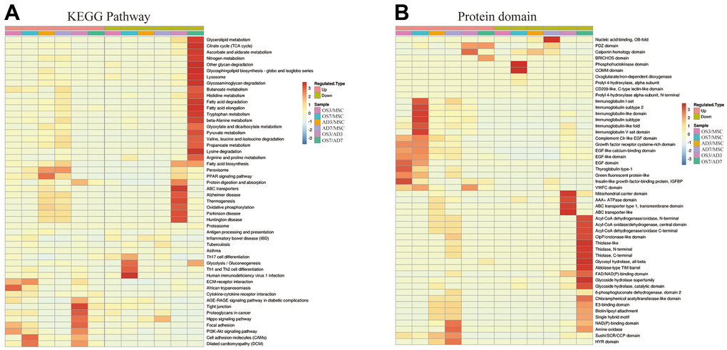 Heat map cluster analysis. (A) Based on the KEGG pathway cluster analysis, (B) Based on the protein domain cluster analysis.