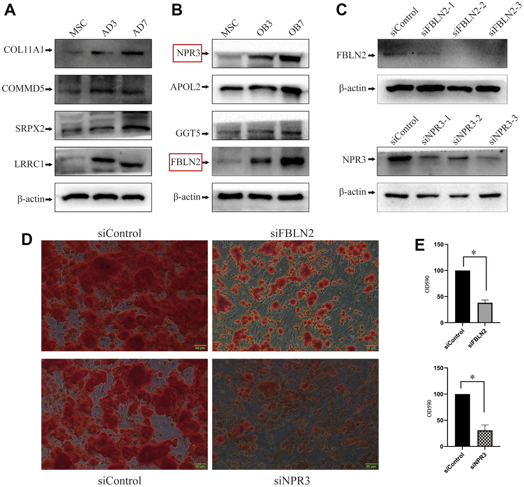 Validation of proteomic sequencing. (A) In all, 4 adipogenic differentiation-related proteins were validated by western blot (WB); (B) 4 osteogenic differentiation-related proteins were validated by western blot (the protein marked in the red box will undergo further examination); (C) Lentivirus-mediated shRNA delivery for the effective knockdown of FBLN2 or NPR3; (D) ARS displayed a decrease in the osteogenic ability of MSCs induced by FBLN2 or NPR3 deficiency; (E) Quantitative analysis of alizarin red staining (ARS) following knockdown of FBLN2 or NPR3.