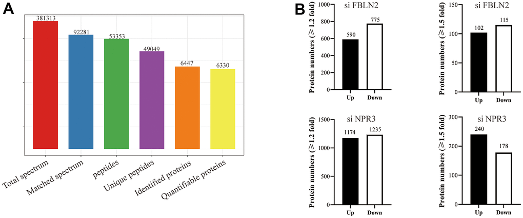 (A) Basic MS data in the statistical form; (B) Quantities of different protein expressions from the proteomics analyses on FBLN2 or NPR3 knockdown.