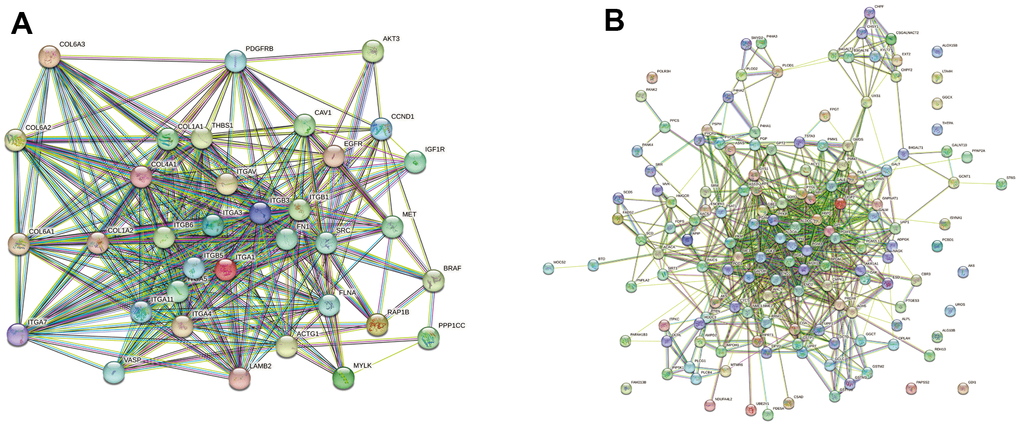 Network diagram of differentially expressed (DE) protein association. (A) In the FBLN2 knockdown cells, we performed PPI analysis on 35 scarcely expressed proteins associated with the focal adhesion pathway; (B) In the NPR3 knockdown cells, we performed PPI analysis on 146 scarcely expressed proteins related to the metabolic pathway.