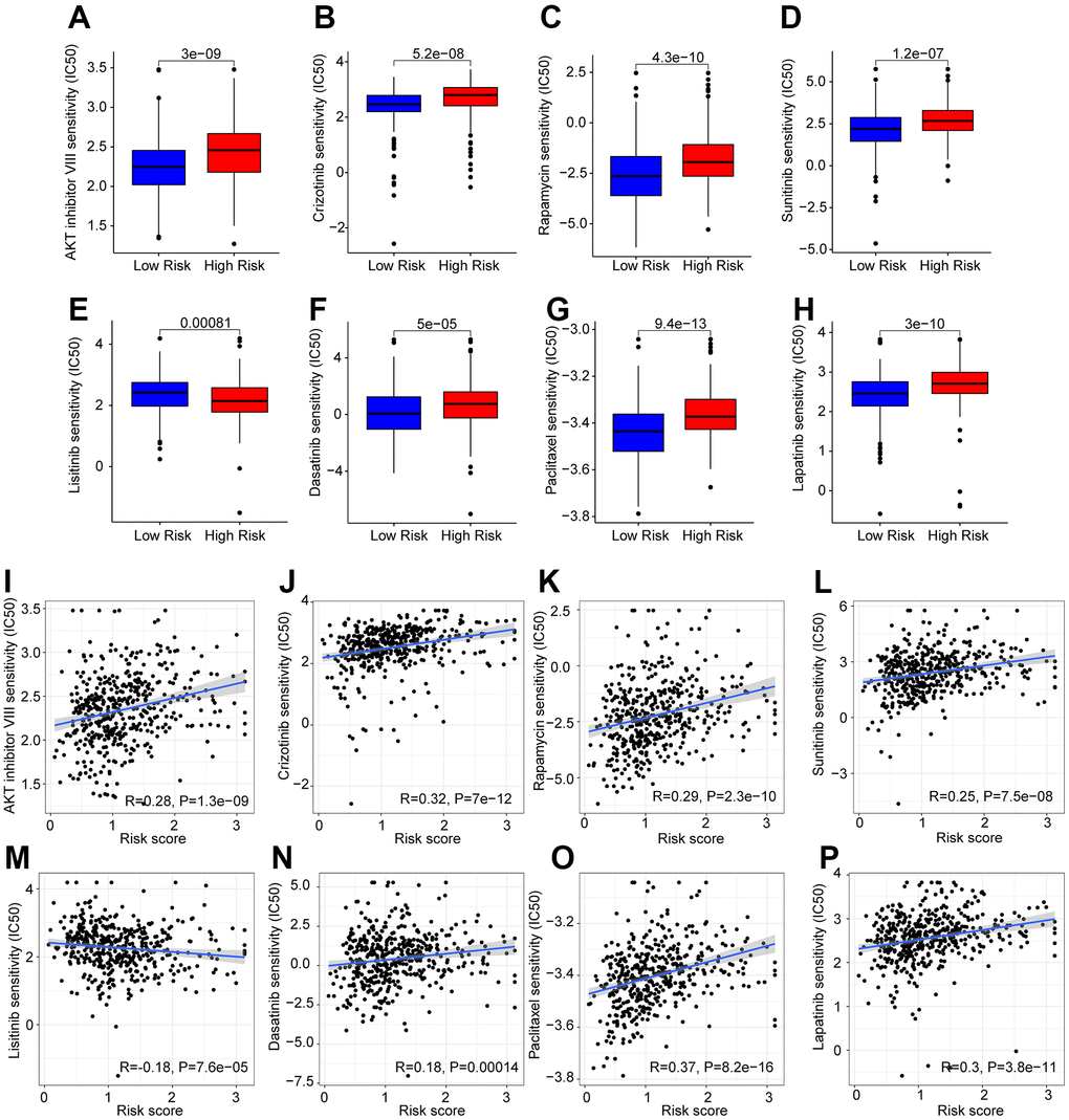 Drug sensitivity analysis in the low- and high-risk group. The IC50 classification reveals a remarkable distinction between patients in the low- and high-risk groups among (A) AKT inhibitor VIII; (B) Crizotinib; (C) Rapamycin; (D) Sunitinib; (E) Linsitinib; (F) Dasatinib; (G) Paclitaxel; (H) Lapatinib. (I–P) Correlation analysis of the drug sensitivity and risk score.