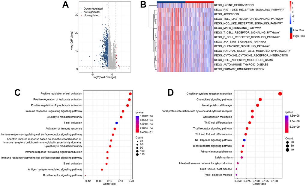 Functional enrichment analysis of the differential expressed genes (DEGs) in the low- and high-risk group. (A) Volcano diagram shows the DEGs in the low- and high-risk group with the threshold set at |Fold change| ≥ 1 and p-value B) GSVA illustrates the KEGG terms of each CM patient in the low- and high-risk group. (C) GO enrichment analysis shows the top 15 biological processes (BP) of the DEGs. (D) KEGG enrichment analysis reveals the top 15 enrichment signaling approaches of the DEGs.