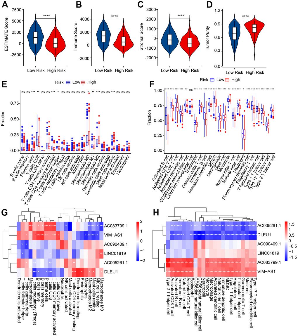 Immune infiltration landscape of patients with CM in the low- and high-risk group. (A–D) ESTIMATE, immune, stromal score, and tumor purity of patients with CM in the low- and high-risk group. (E) The fraction of 22-type immune cells of patients in the low- and high-risk group via the CIBERSORT algorithm. (F) The fraction of 23-type immune cells of patients in the low- and high-risk groups was analyzed by the ssGSEA algorithm. (G) Correlation investigation shows the relationship between the prognostic ARLs and 22-type immune cells. (H) Correlation investigation shows the relationship between the prognostic ARLs and 23-type immune cells.