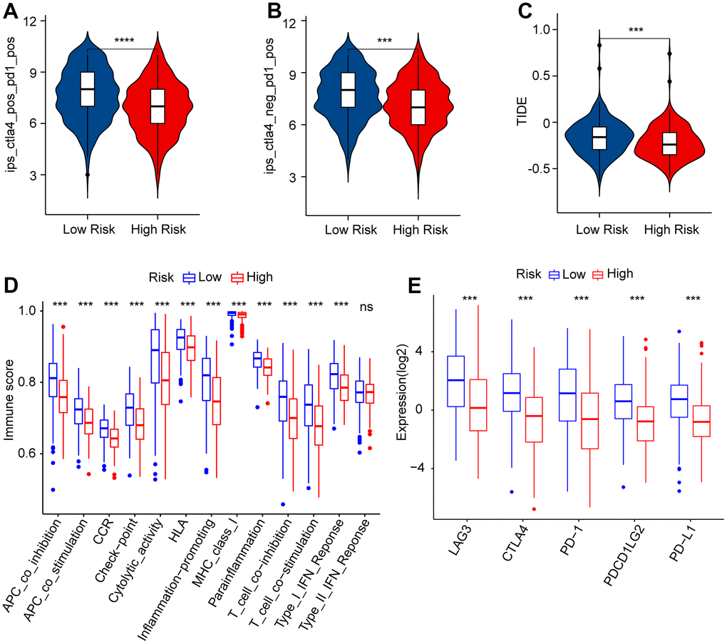 Immunophenoscore (IPS) and immune scores of patients in the low- and high-risk group. (A, B) IPS shows the immunotherapy reaction of CM patients in the low- and high-risk group. (C) TIDE score. (D) immune function score. (E) The expression of immune checkpoint inhibitors (ICI) in the low- and high-risk group. The expression is transformed by log2(expression + 1).