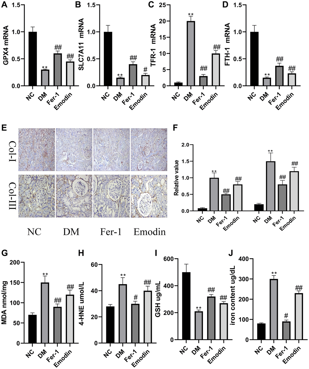 Ferroptosis induced pathological changes in DM rats. The mRNA expression of ferroptosis related indicators of renal tissues (A–D). Immunohistochemical staining (E, 200× magnification) and semi-quantification analyses (F) of Col-I and Col-III in renal tissues of each group. The concentration of oxidant related indexes in renal tissues was measured (G–J). *P **P #P ##P 