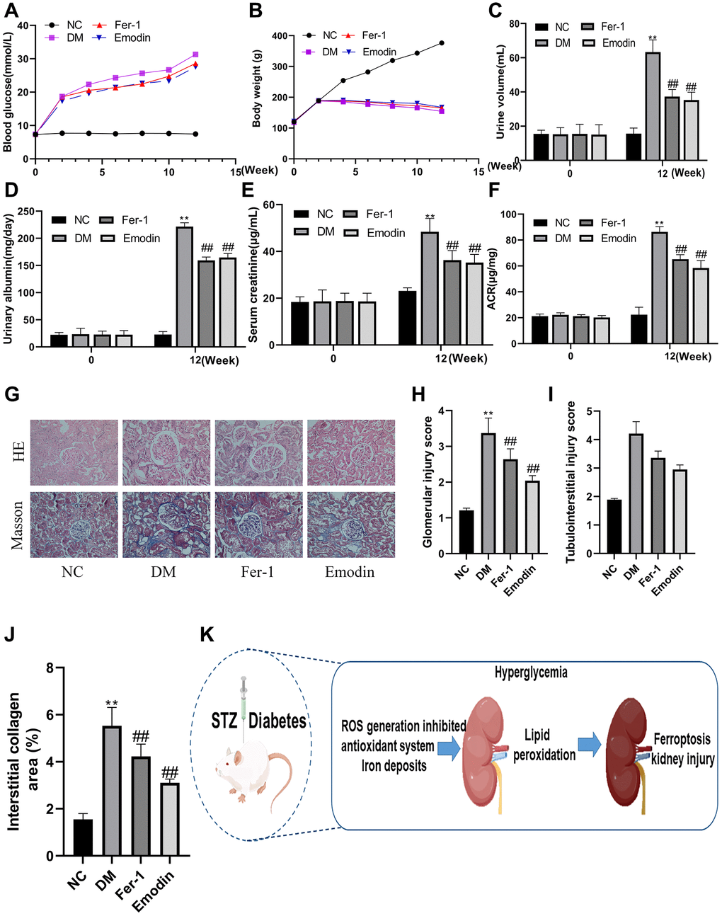 Emodin attenuated DM related renal injury by inhibiting ferroptosis. The blood glucose levels and body weight were monitored at different intervention time (A, B). The measurement of renal function related indicators (C–F). HE and Masson staining (G) 200× magnification) as well as semi-quantitative analysis of glomerular area (H–J) of renal tissues in each group. The occurrence ferroptosis aggravated the progression of DN (K). *P **P #P ##P 