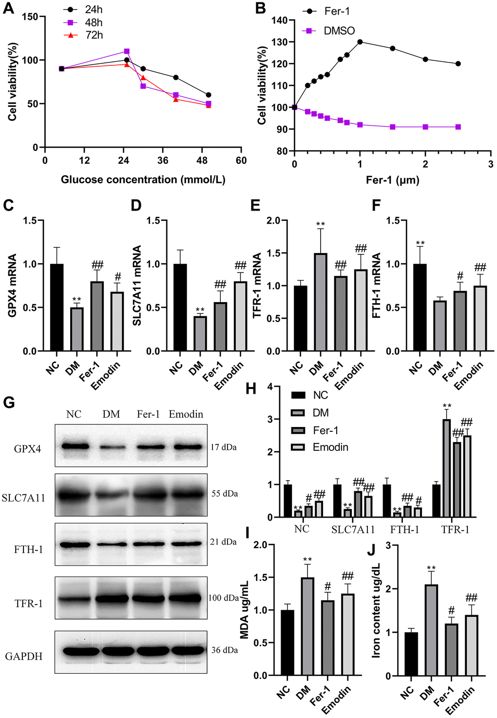 High glucose induced ferroptosis in HK-2 cells. The HK-2 cells viability exposure to different concentration of glucose for different time (A). The HK-2 cells being exposed to culture medium containing 30 mmol/L glucose and treated with various dose of Fer-1 for a duration of 48 h (B). The mRNA expression of ferroptosis related indicators of HK-2 cells (C–F). The western blotting results (G) as well as semi-quantitative analysis (H) of ferroptosis related protein expression. The concentration of MDA (I) and iron (J) of HK-2 cells was measured. *P **P #P ##P 