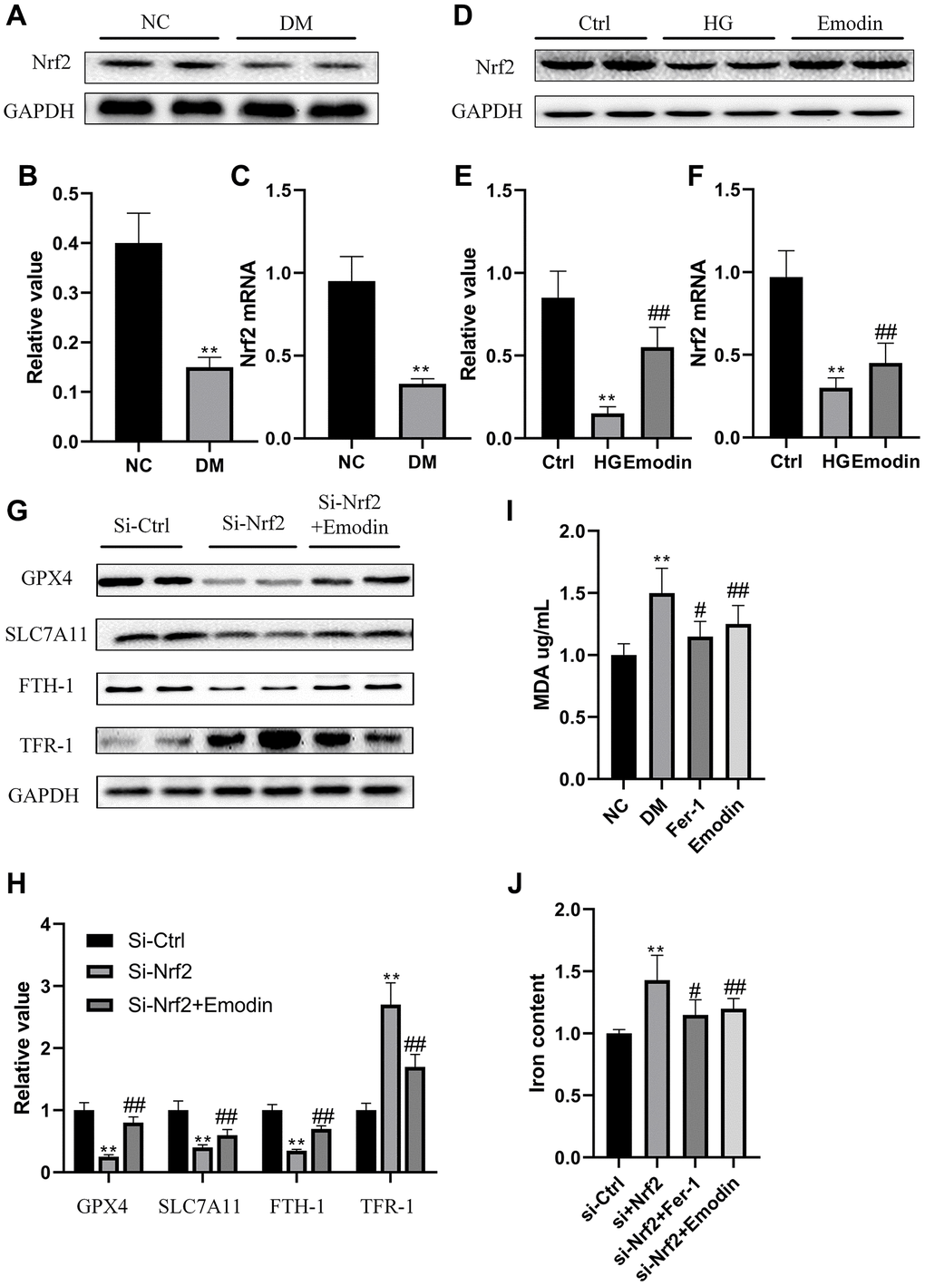 The deletion of Nrf2 contributed to ferroptosis in HK-2 cells. The Nrf2 protein expression was analyzed by western blotting and semi-quantitative analysis in renal tissues (A, B). The mRNA expression of Nrf2 (C). The expression level (D) as well as semi-quantitative analysis (E) of Nrf2 (D). The mRNA expression of Nrf2 (F). The expression levels as well as semi-quantitative analysis of ferroptosis related protein (G, H). The changes in iron and MDA (I, J) were measured. *P **P #P ##P 