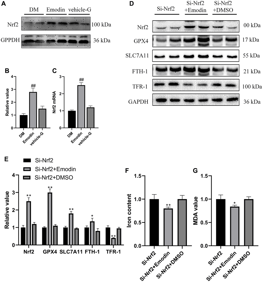 Emodin inhibited the deletion of Nrf2 induced ferroptosis. The expression level as well as semi-quantitative analysis of Nrf2 protein (A, B). The mRNA expression of Nrf2 (C). The expression levels as well as semi-quantitative analysis of ferroptosis indicators were measured in Si-Nrf2 cells with or without treatment (D, E). The changes in concentrations of iron and MDA were calculated (F, G). *P **P #P ##P 