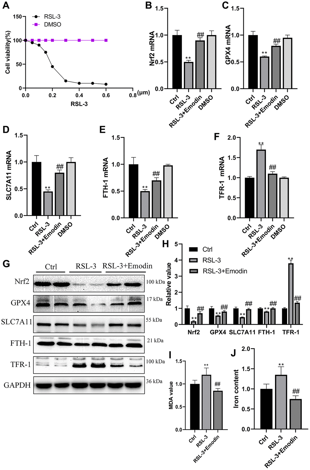 The RSL-3 induced cellular ferroptosis was suppressed by the treatment of Emodin. Different dose of RSL-3 was used to treat HK-2 cells exposed to culture medium containing 5.5 mmol/L glucose for 24 h (A). The mRNA expression of ferroptosis related indicators (B–F). The expression levels as well as semi-quantitative analysis of ferroptosis related proteins in RSL-3 group with or without Emodin treatment (G, H). The concentration of MDA and iron in RSL-3 group with or without Emodin treatment (I, J). *P **P #P ##P 