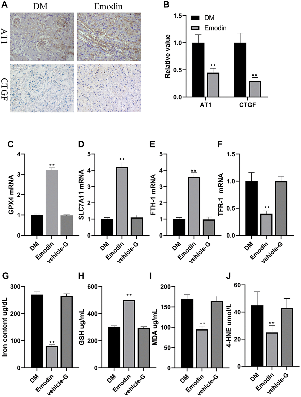 Emodin attenuated ferroptosis related marker in rats with DN. Immunohistochemical staining (A, 200× magnification) as well as semi-quantification (B) of AT1 and CTGF. The mRNA expression of ferroptosis related indicators in Emodin treated group (C–F). The concentration of iron content, GSH, MDA and 4-HNE (G–J). *P **P 