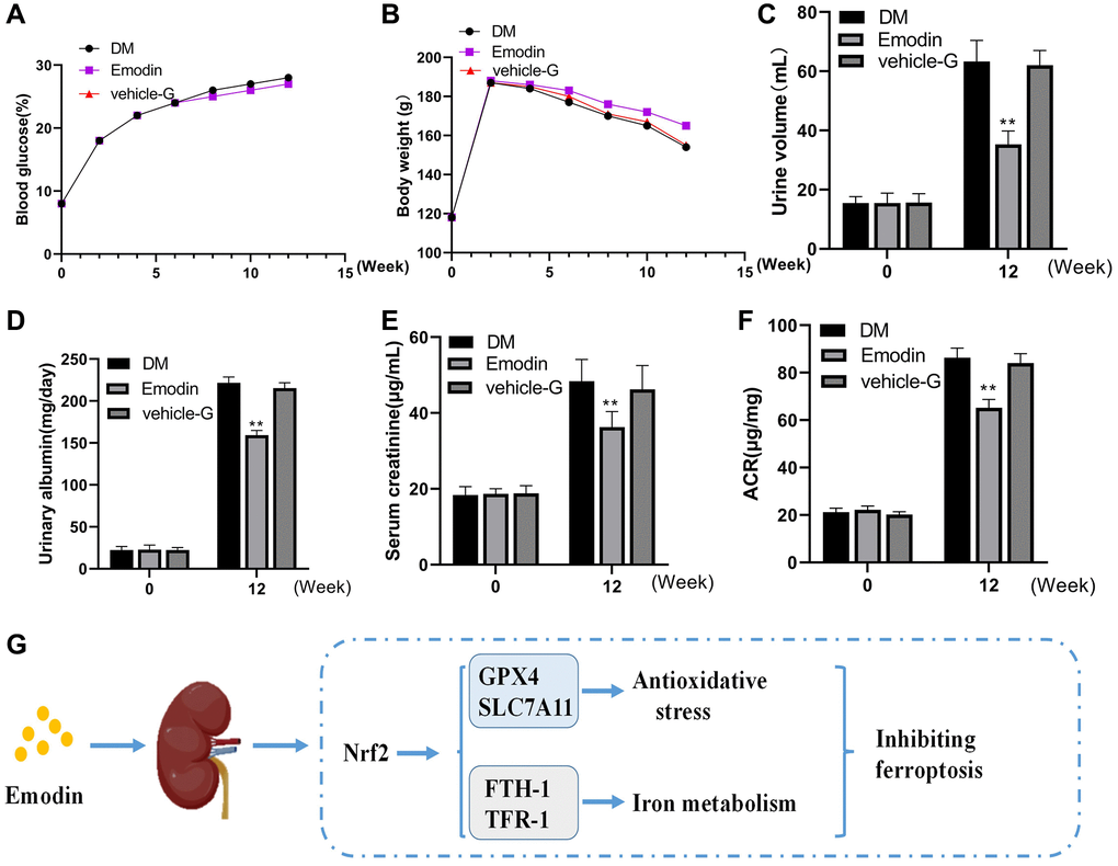 Emodin treatment attenuated renal damage in STZ induced animal model. The blood glucose and body weight were determined at different time (A, B). The urine volume, urinary albumin, serum creatinine and ACR were monitored at 0 and 12 weeks (C–F). The protective mechanism of Emodin against DKD through inhibiting ferroptosis via regulating Nrf2 pathway (G). *p **p 