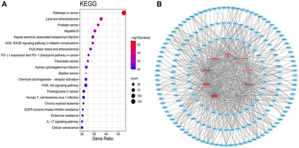 KEGG pathway (A) KEGG pathway shown by bubble diagram. (B) The Target-pathway network. Blue nodes refer to target proteins. The red nodes represent pathways, and the color red is consistent with the significance of pathways, the deeper red indicates the more significance.